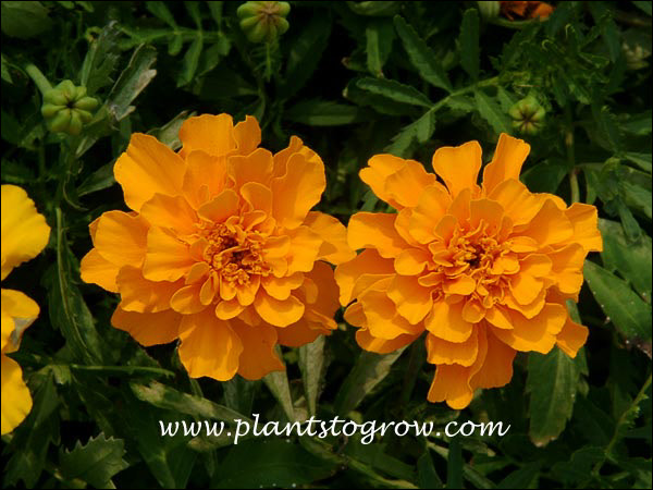 Marigold Safari Orange
